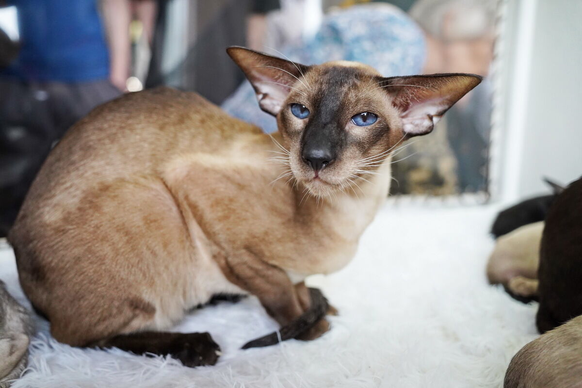 Купили бы котёнка за миллион? – Фото №15