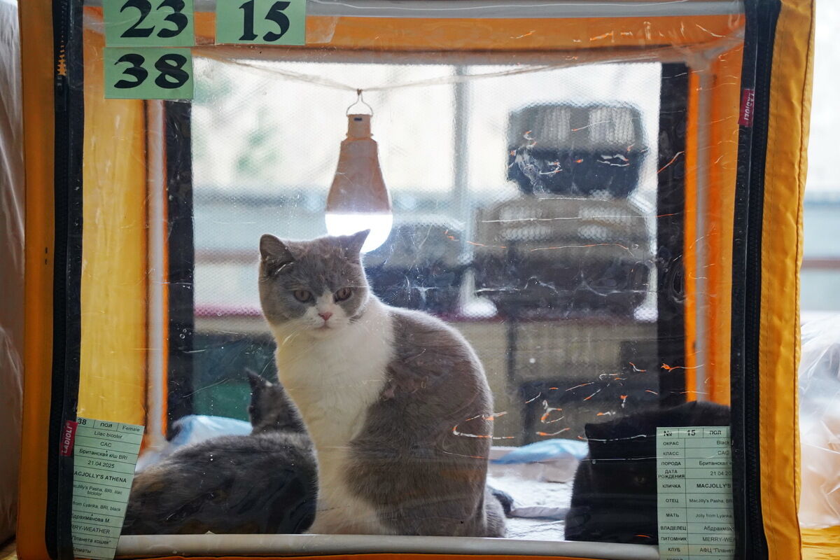 Купили бы котёнка за миллион? – Фото №4