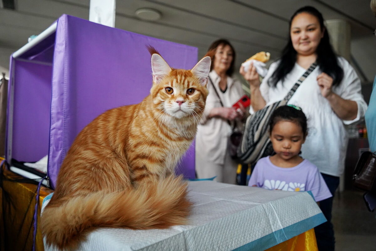 Купили бы котёнка за миллион? – Фото №10