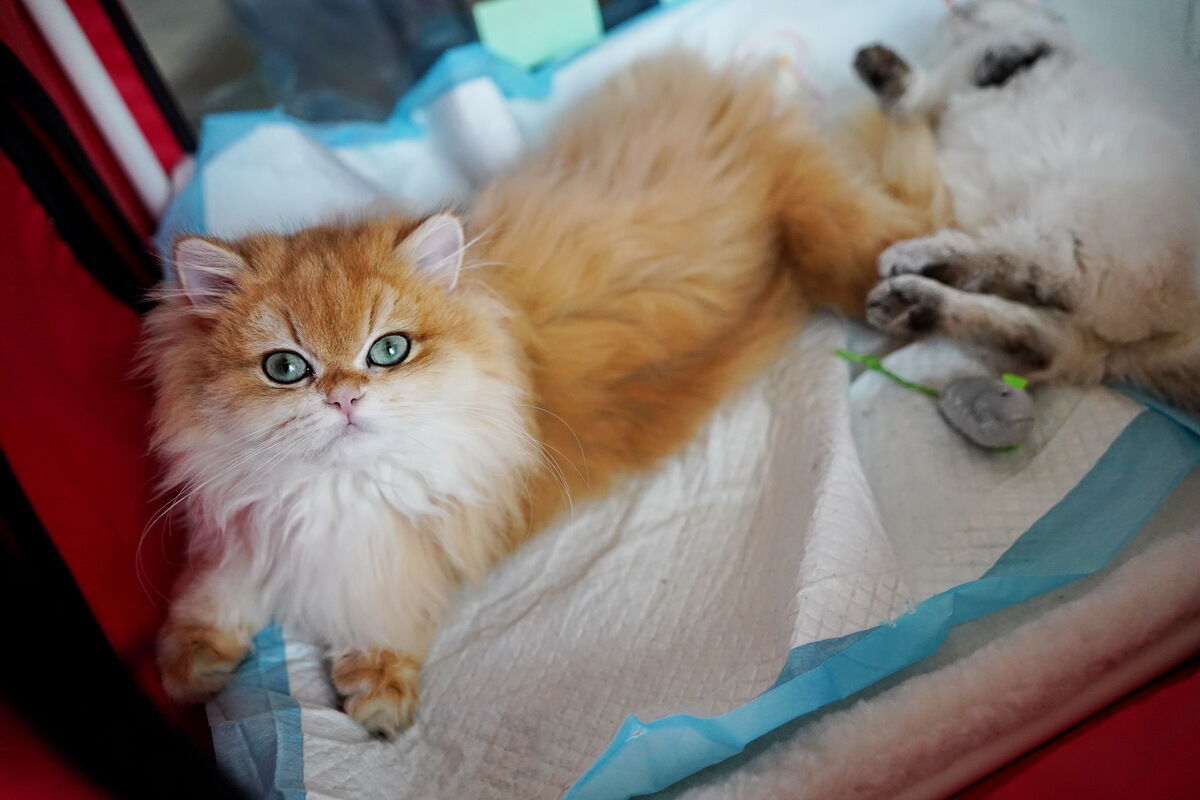 Купили бы котёнка за миллион? – Фото №13