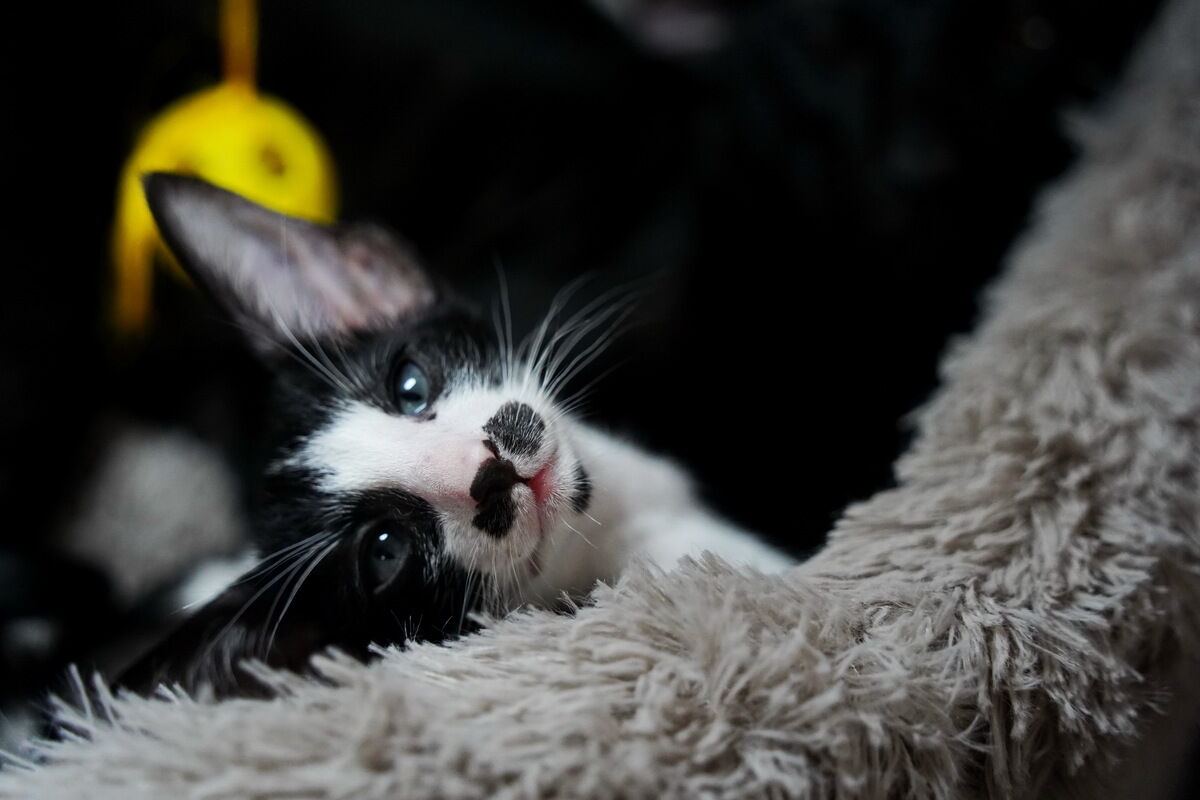 Купили бы котёнка за миллион? – Фото №8