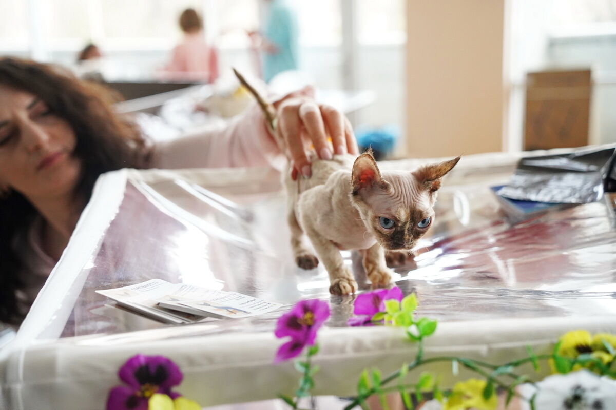 Купили бы котёнка за миллион? – Фото №11