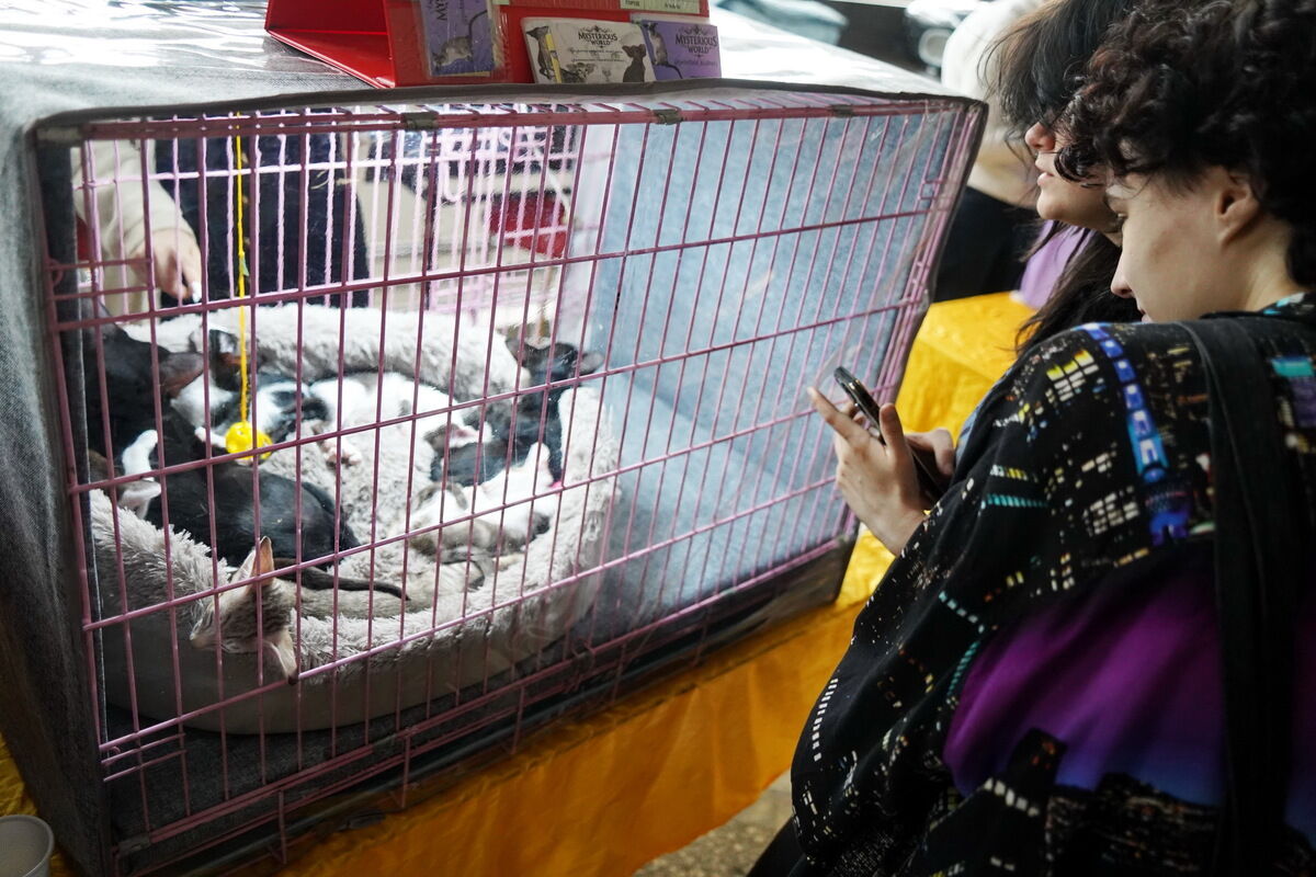 Купили бы котёнка за миллион? – Фото №5