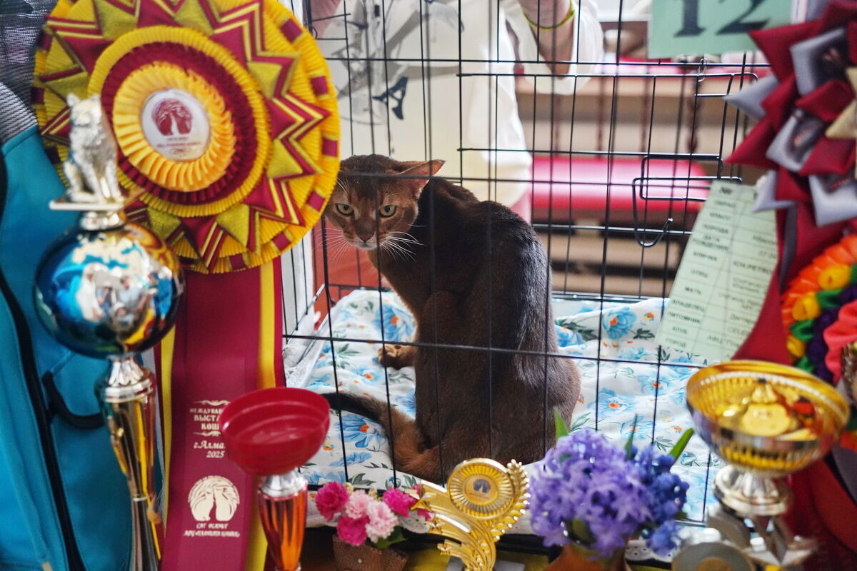 Купили бы котёнка за миллион? – Фото №14