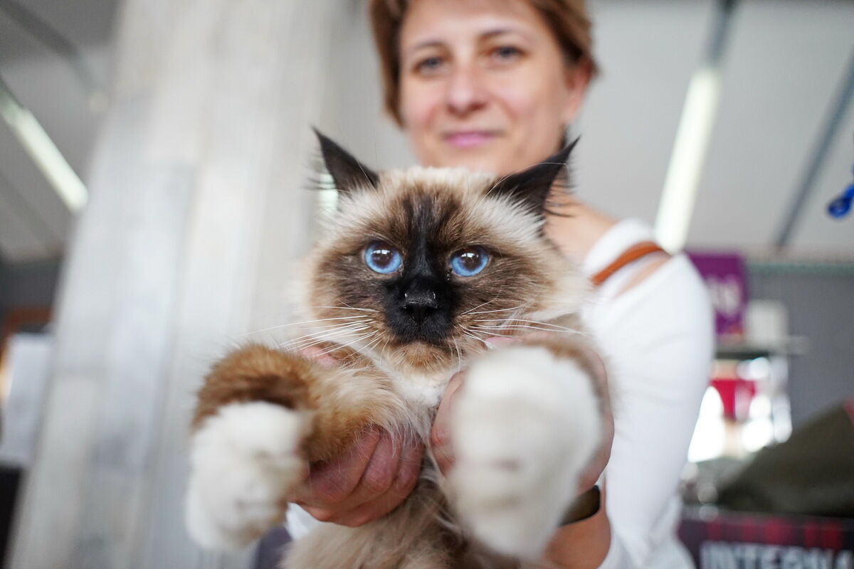 Купили бы котёнка за миллион? – Фото №1