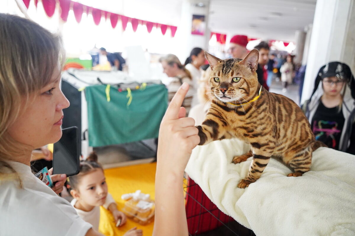 Купили бы котёнка за миллион? – Фото №3