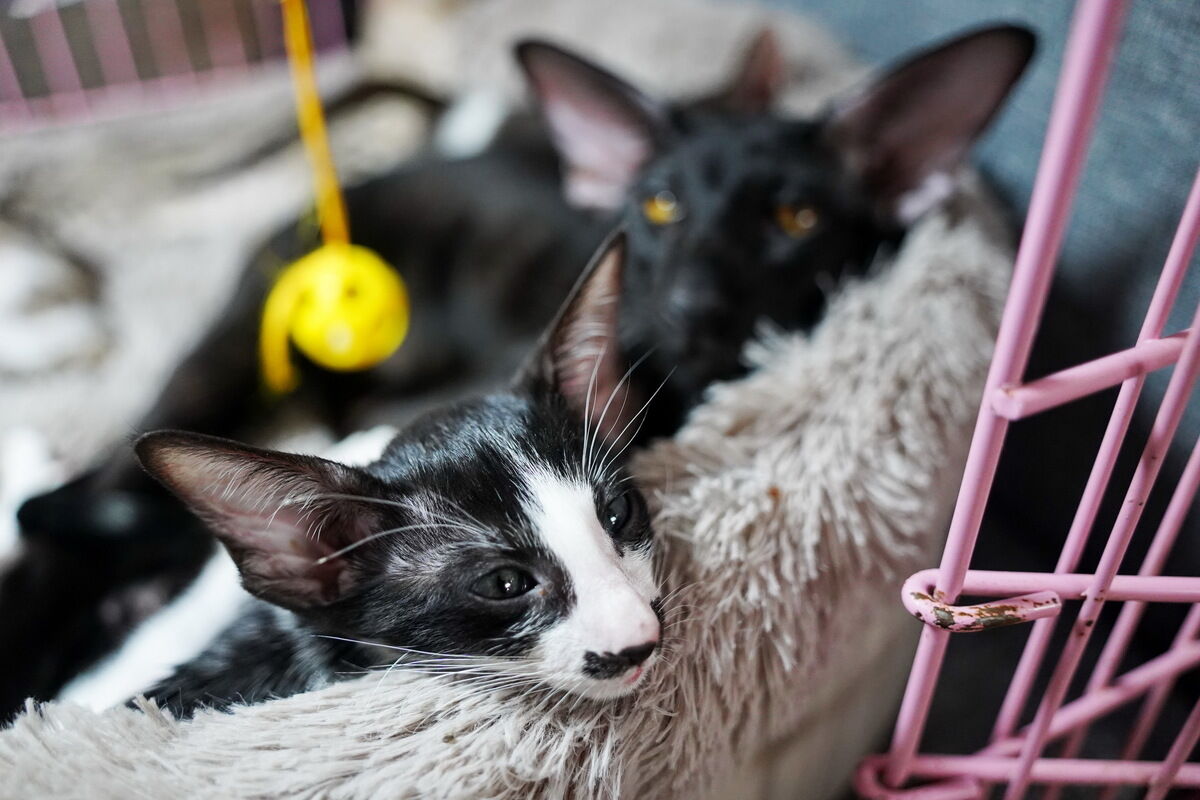 Купили бы котёнка за миллион? – Фото №6