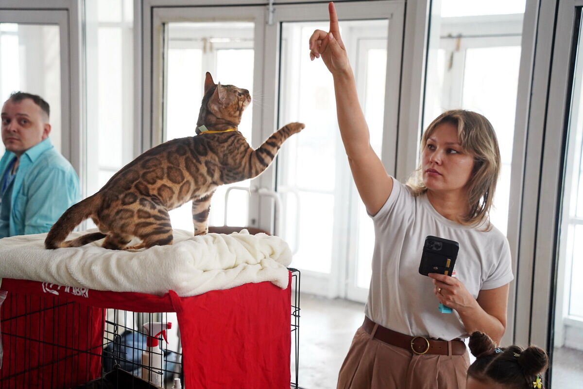 Купили бы котёнка за миллион? – Фото №2