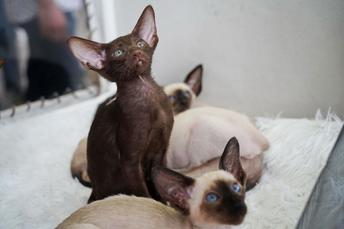 Купили бы котёнка за миллион? – Фото №16