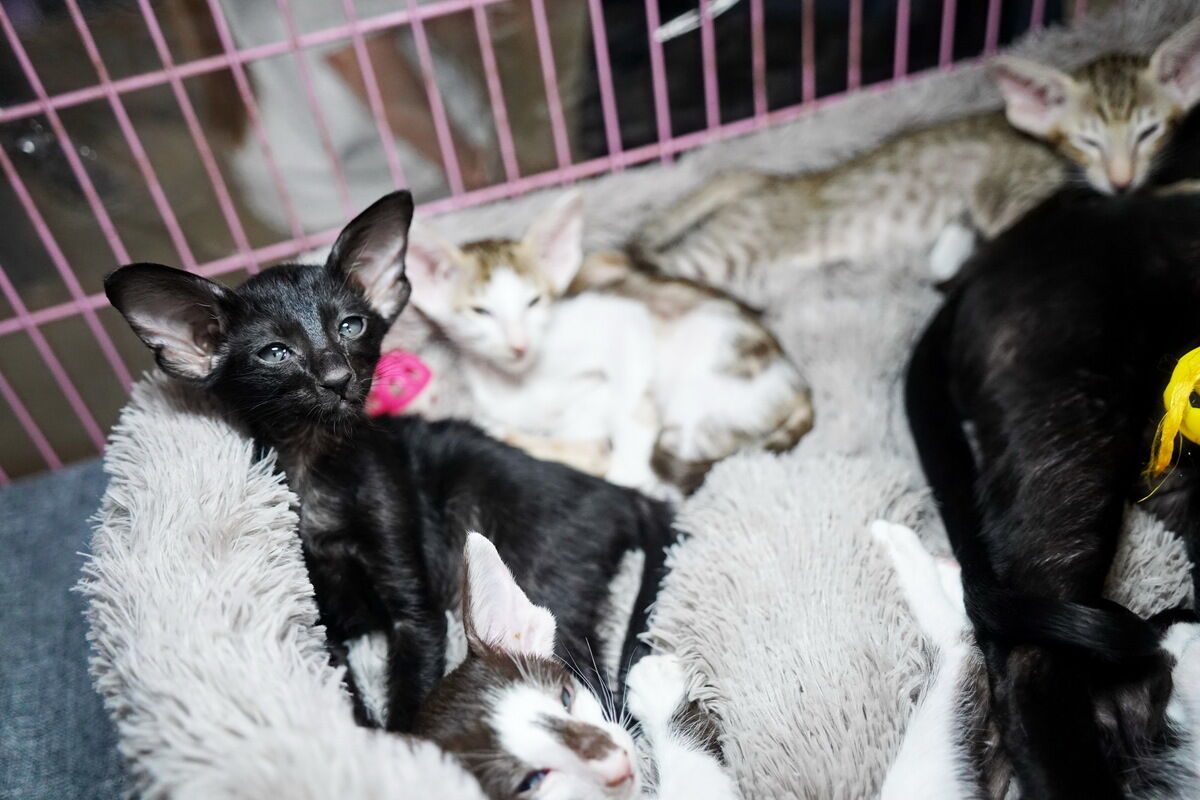 Купили бы котёнка за миллион? – Фото №7