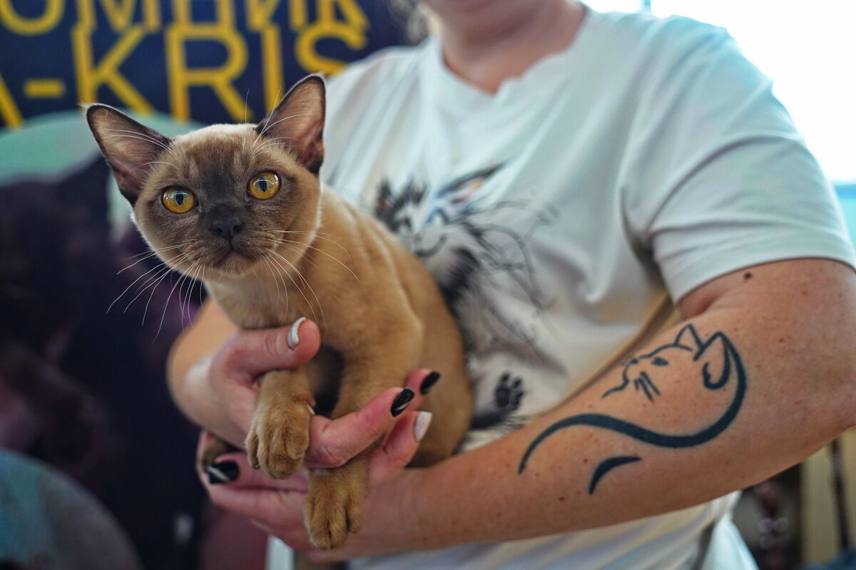 Купили бы котёнка за миллион? – Фото №17