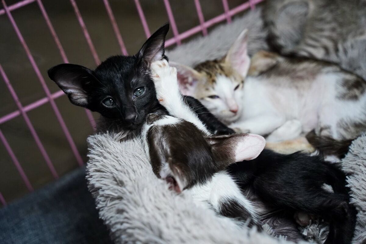 Купили бы котёнка за миллион? – Фото №9