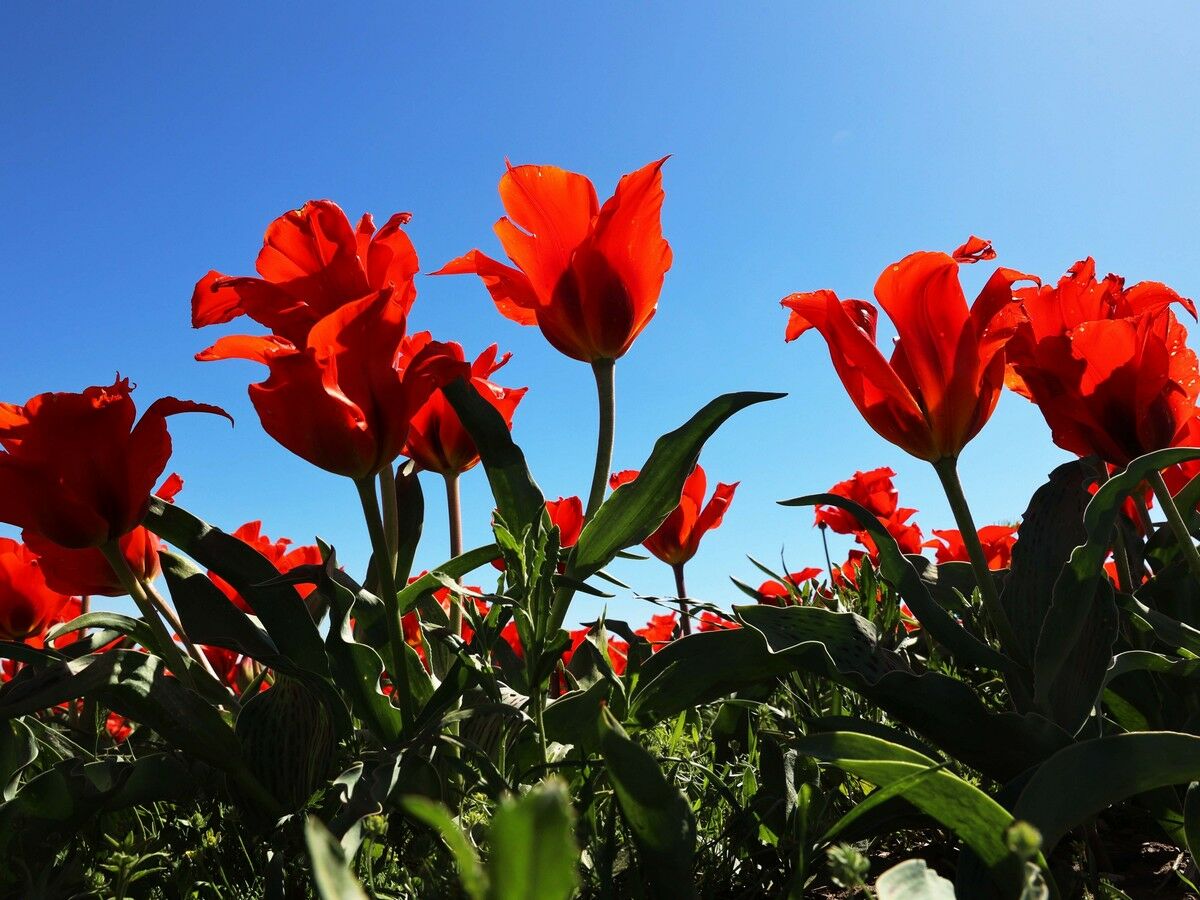 Тюльпановая дипломатия – Фото №4