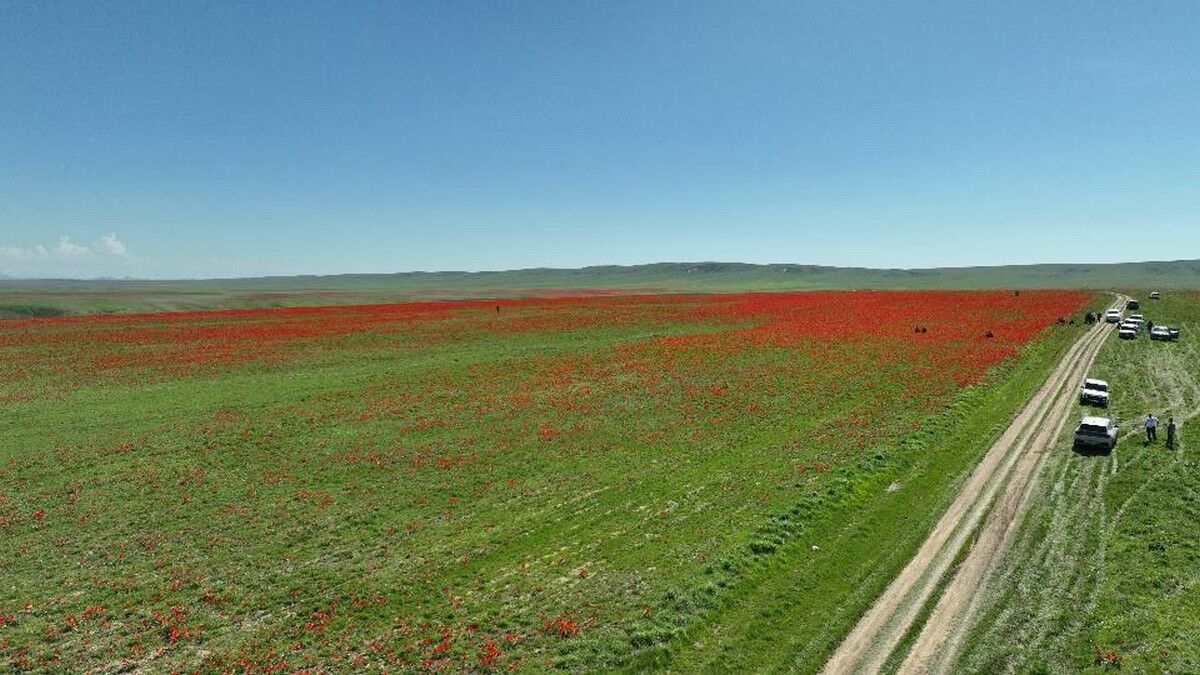 Тюльпановая дипломатия – Фото №6