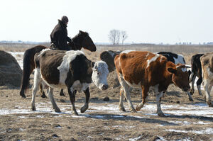 Барымта доведёт до суда