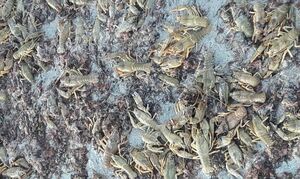 Совсем выбились из сил...