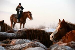 Такая кобыла не нужна никому!