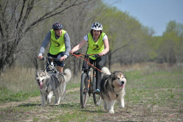 Крепче за собаку держись, спортсмен...
