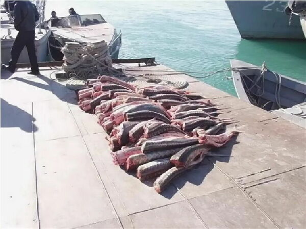 А осетрина-то с душком...