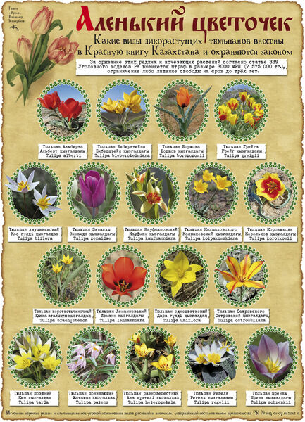 Аленький цветочек