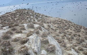 Птичку - не жалко?