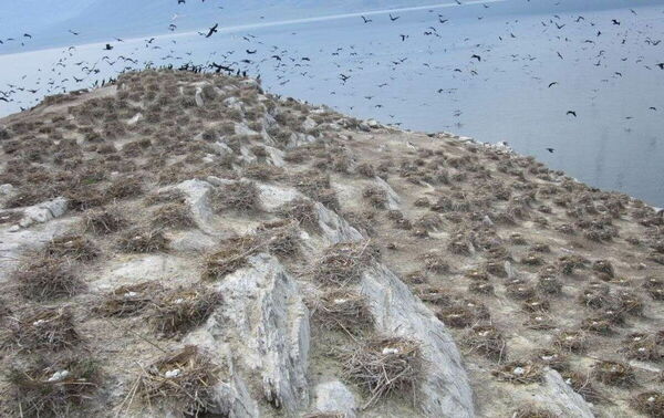 Птичку - не жалко?