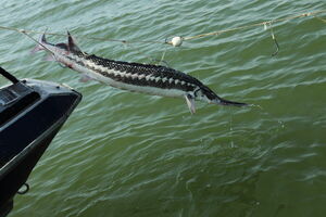 Сушите вёсла!