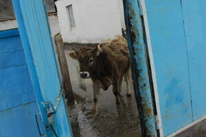 Холодильник  и мебель -  не в счёт