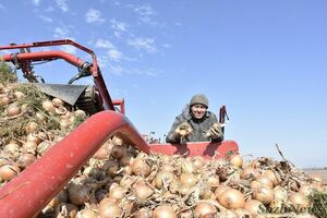 Украина борется за дорожающий лук из Центральной Азии