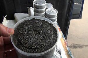 За что боролся, тем и пробавлялся