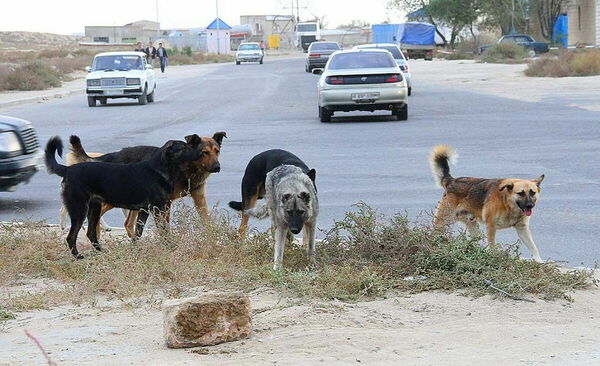 Уши. Лапы. Хвосты