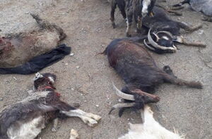 Смертельные осадки