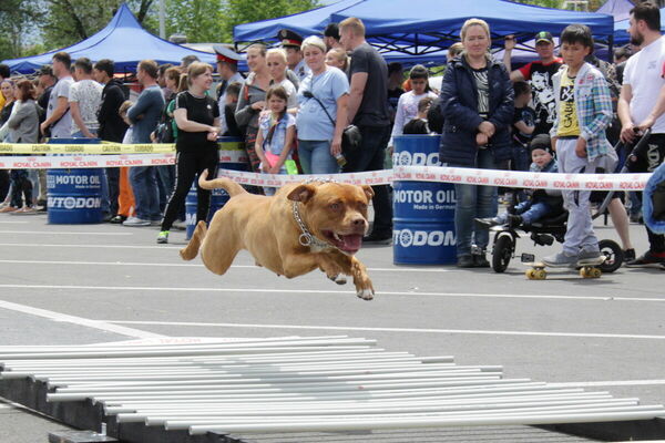 Злобные снаружи, добрые внутри