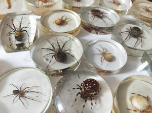 А бабочка крылышками - бяк!