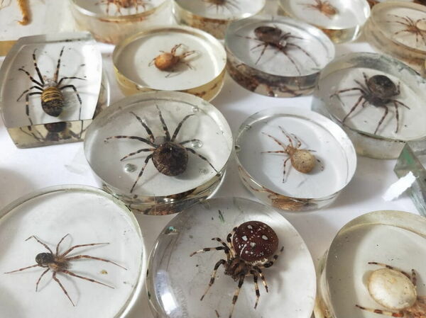 А бабочка крылышками - бяк!