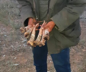 Дали по рогам