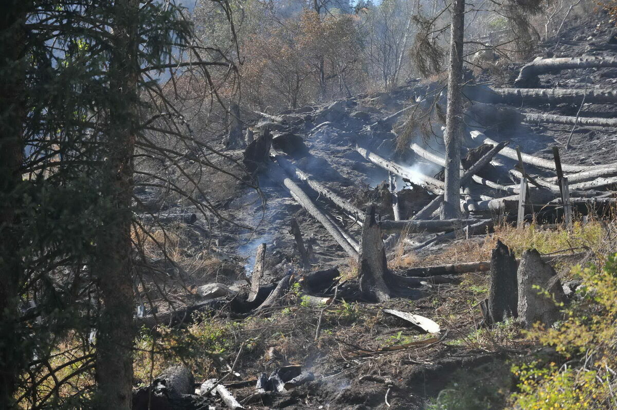 Всё дело в зелени