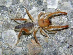 Дерзкие насекомые