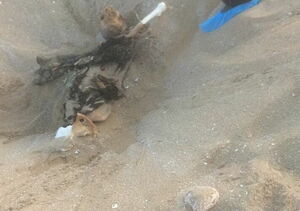 Страшная находка в песках