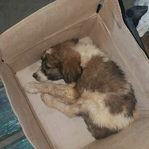 Хуже извергов