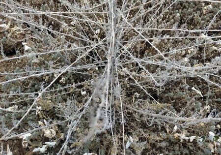 Здесь птички  не поют, деревья не растут...