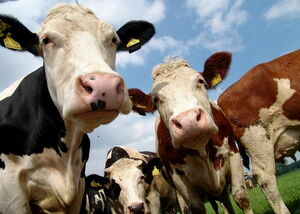 Белая кость вместо стейка