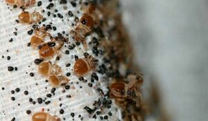 Вот паразиты!