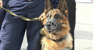 Нюх на траву