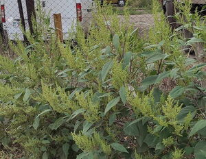 Косят  трын-траву