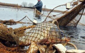 В сетях  у рыбнадзора