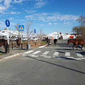 По улице коней ловили