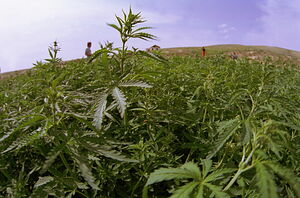 Чей косяк, господа хорошие?