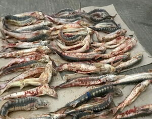 Браконьерам снесли крышу