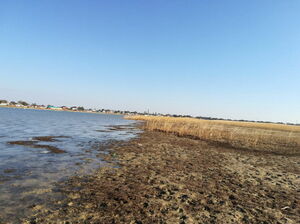 Шумит камыш...